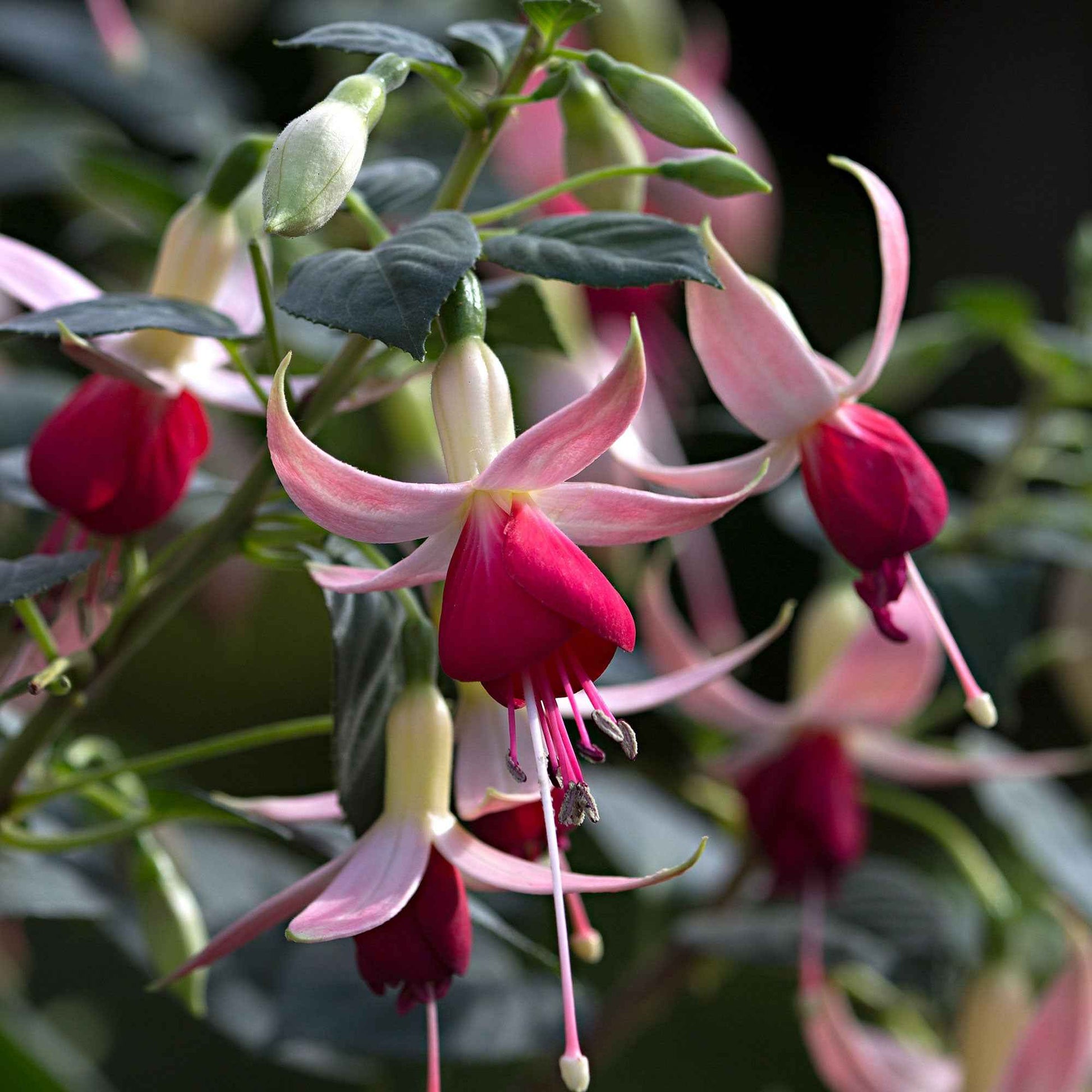 3 Fuchsias Celia Smedley - Fuchsia 'celia smedley' - Bakker