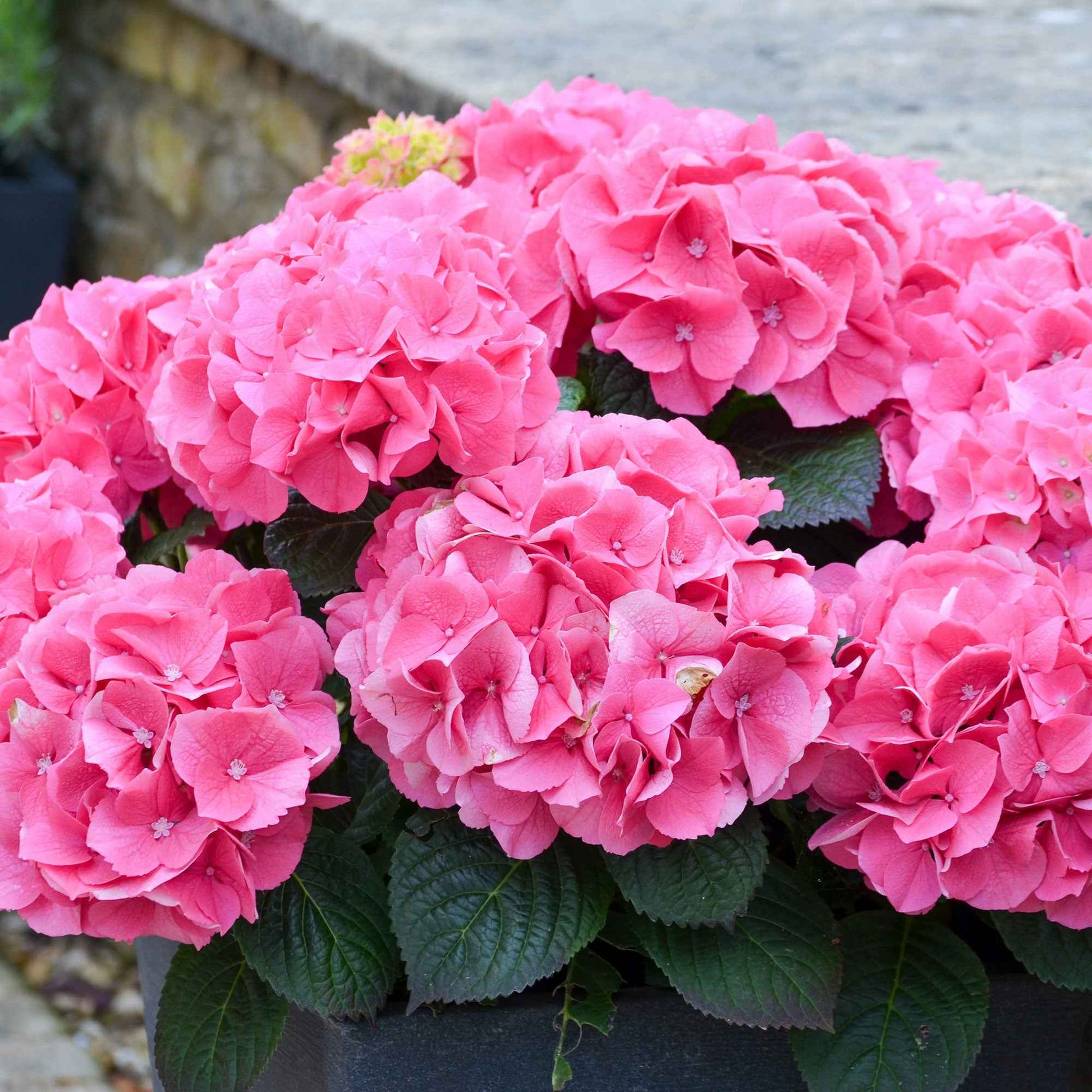 Hortensia 'Rosita' - Hydrangea macrophylla 'rosita' - Bakker