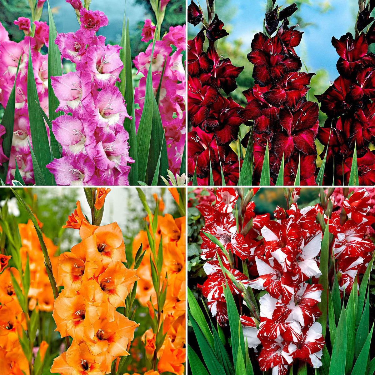 40 Glaïeuls à grandes fleurs Vivre en mélange - Bakker