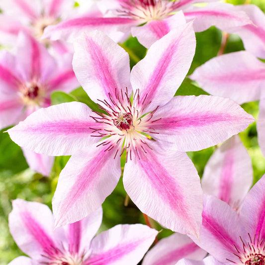 Clématite 'Nelly Moser' - Bakker