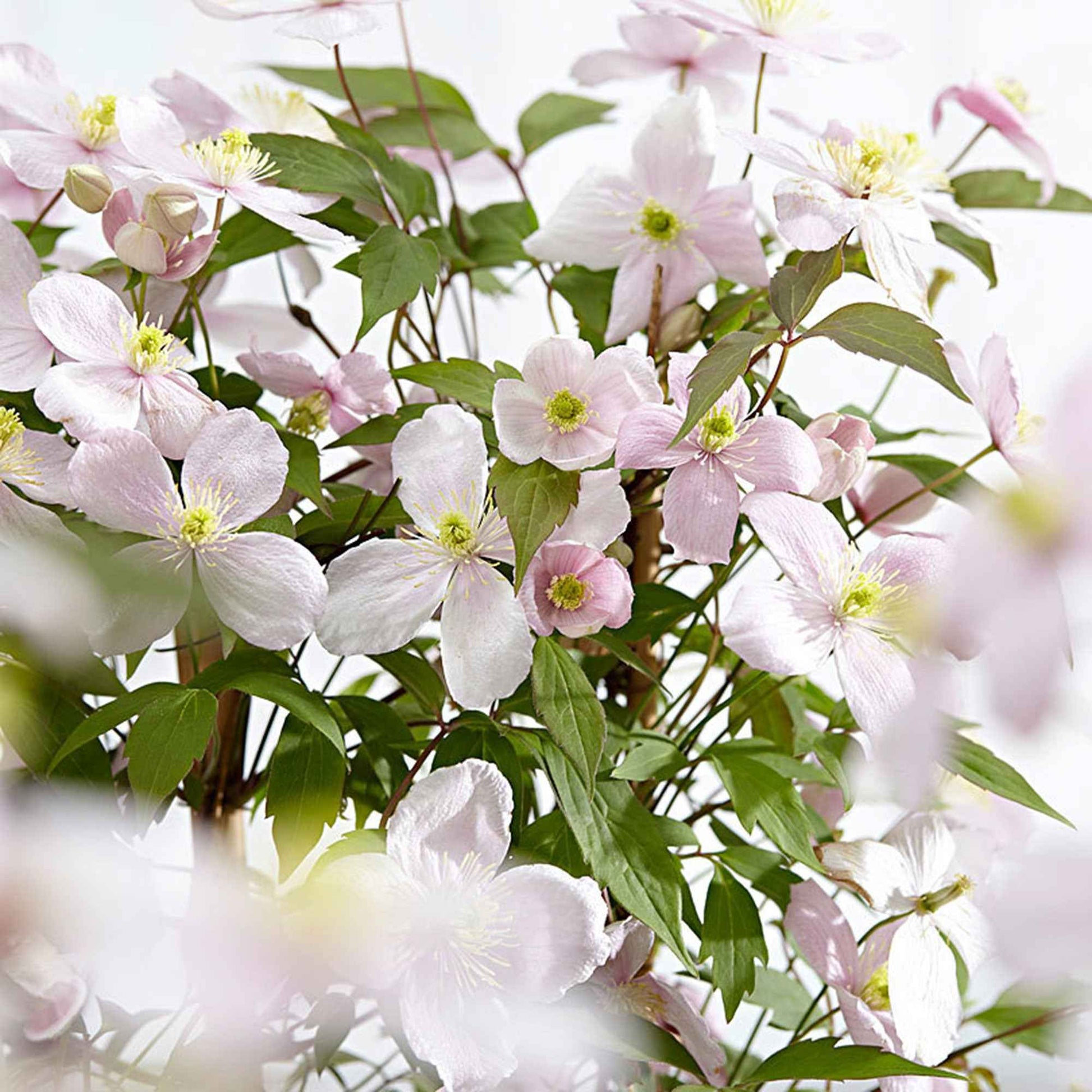 Clématite montana 'Rubens' - Clematis montana Rubens - Bakker