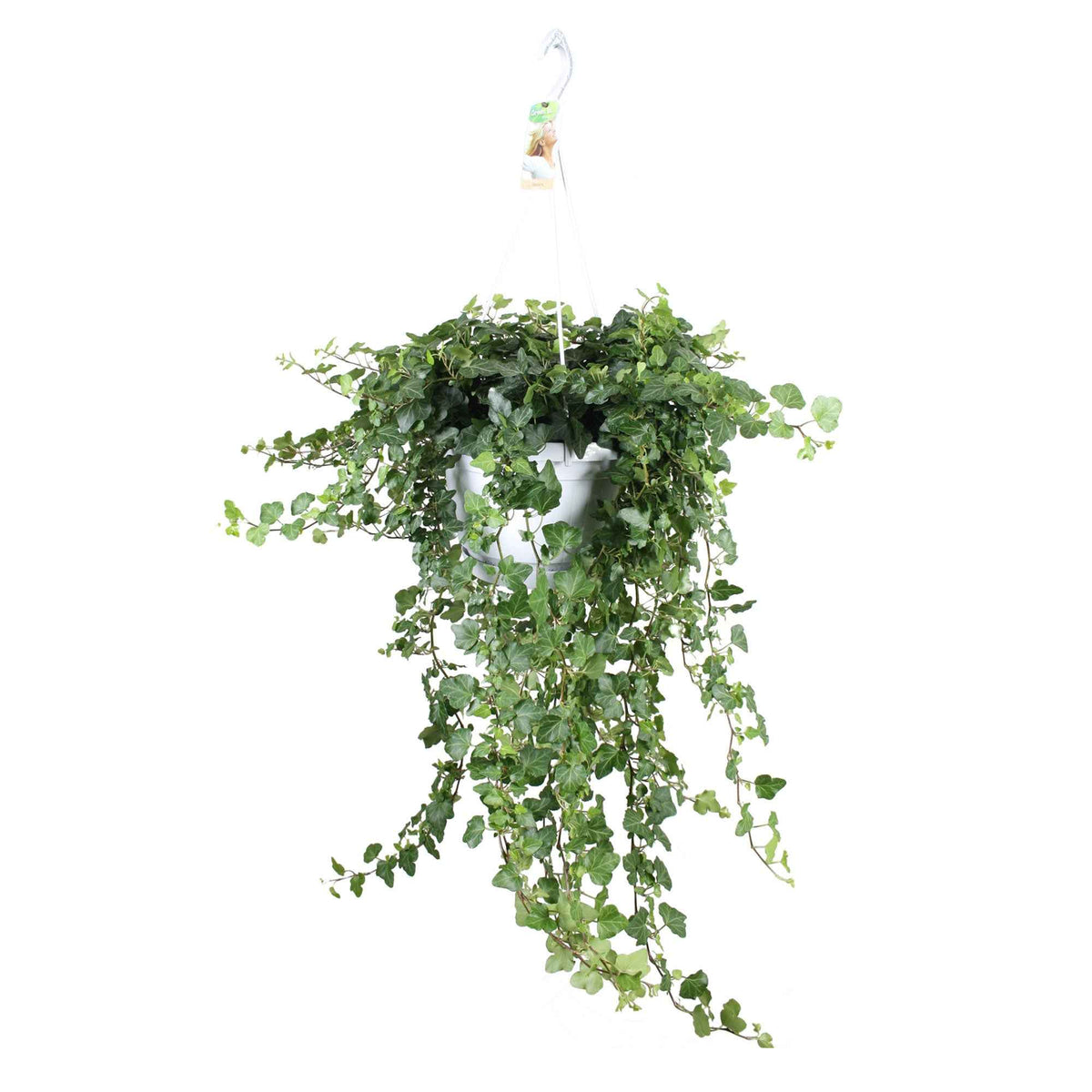 Hedera helix wonder - Lierre grimpant Hedera 'Wonder' - Plante suspendue - Lierre