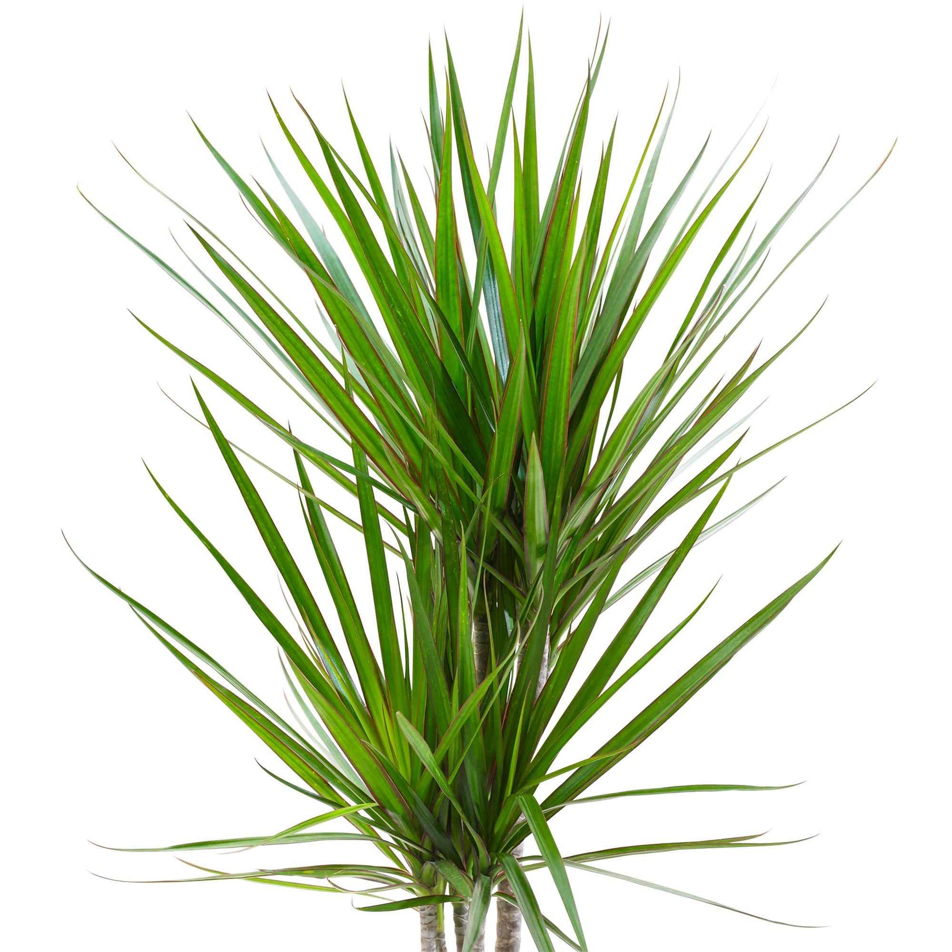 Dragonnier Dracaena marginata - Dracaena marginata - Bakker
