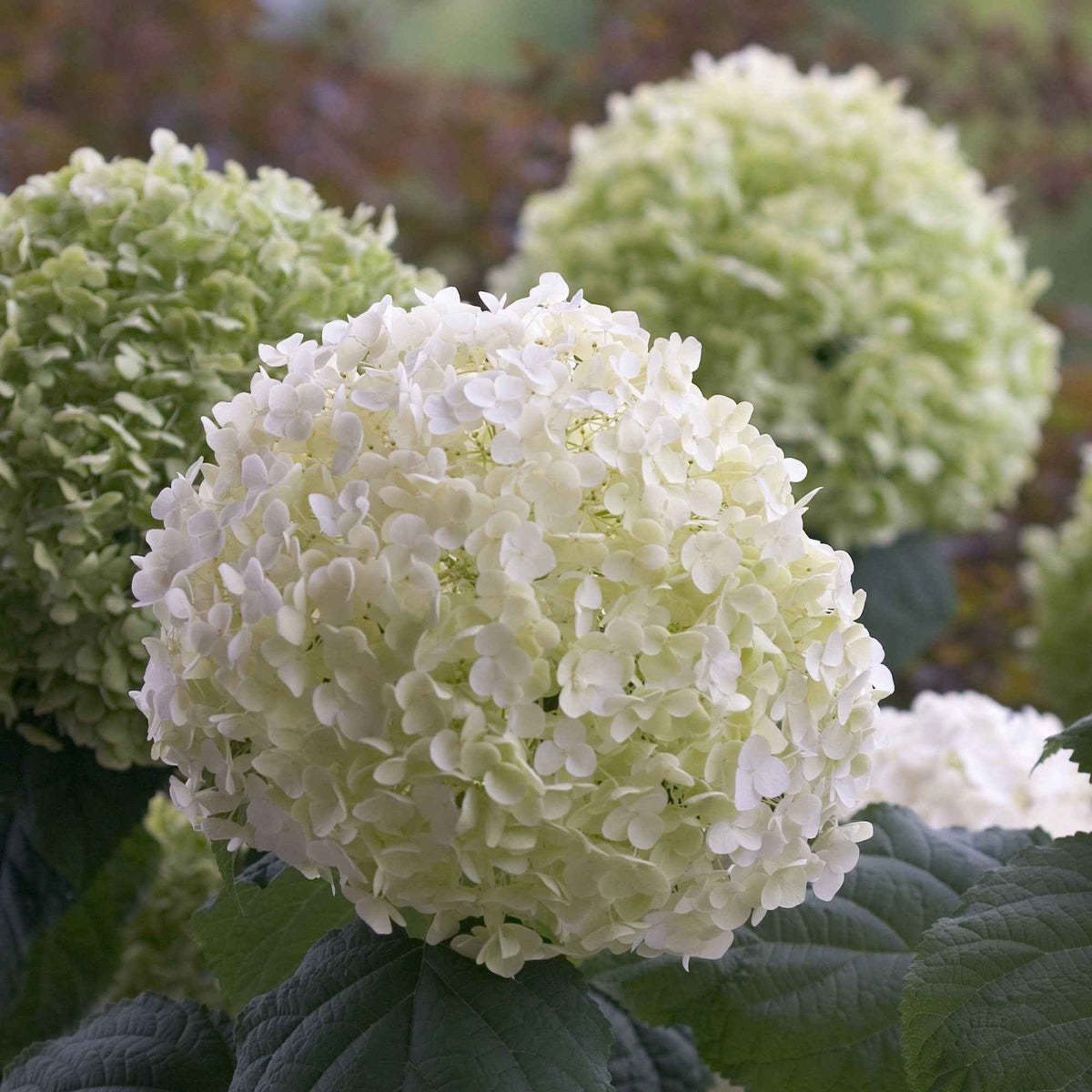 Vente Hortensia 'Strong Annabelle'