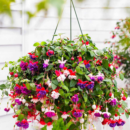 Mélange de 3 plantes : Fuchsias Blue Angel, Dark Eyes, Swingtime - Bakker
