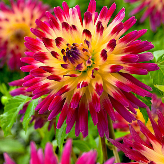 3x Dahlia à grandes fleurs 'Tahiti Sunrise' rose-jaune - Bulbes d'été