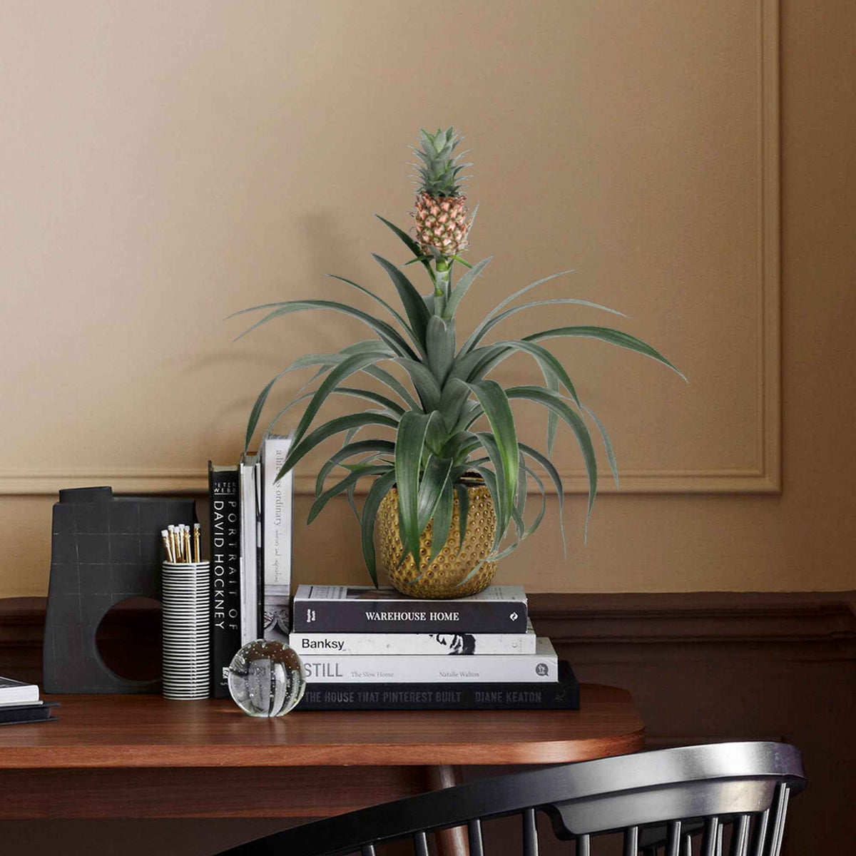 Ananas comosus - Ananas comosus 'Corona' - Bakker