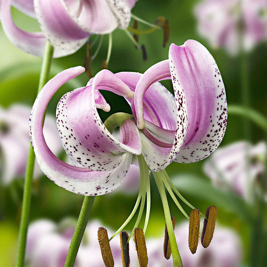 3x Lys violet-blanc - Bulbes d'été