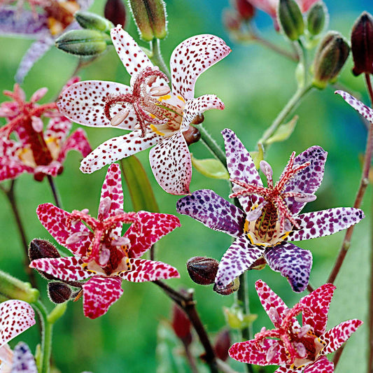 5 Tricyrtis en mélange - Bakker