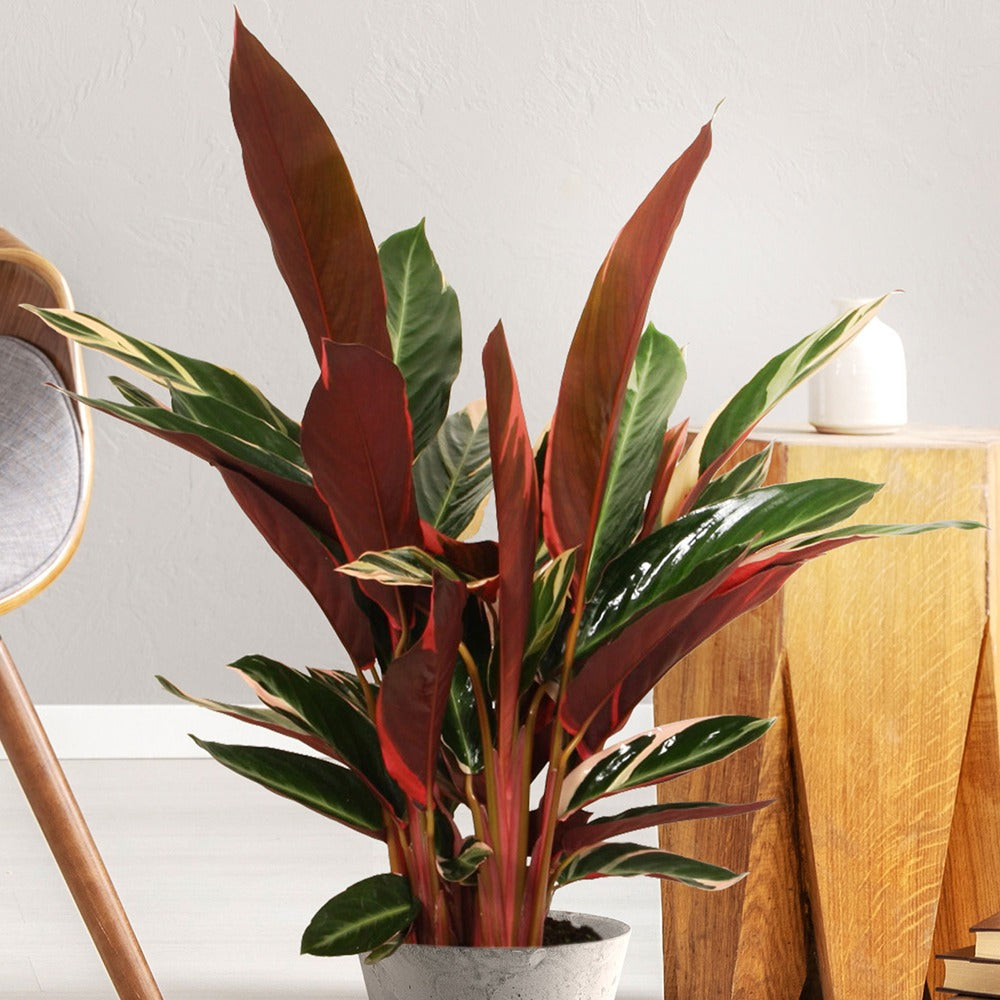 Calathea Stromanthe 'Triostar' - Calathea triostar - Bakker