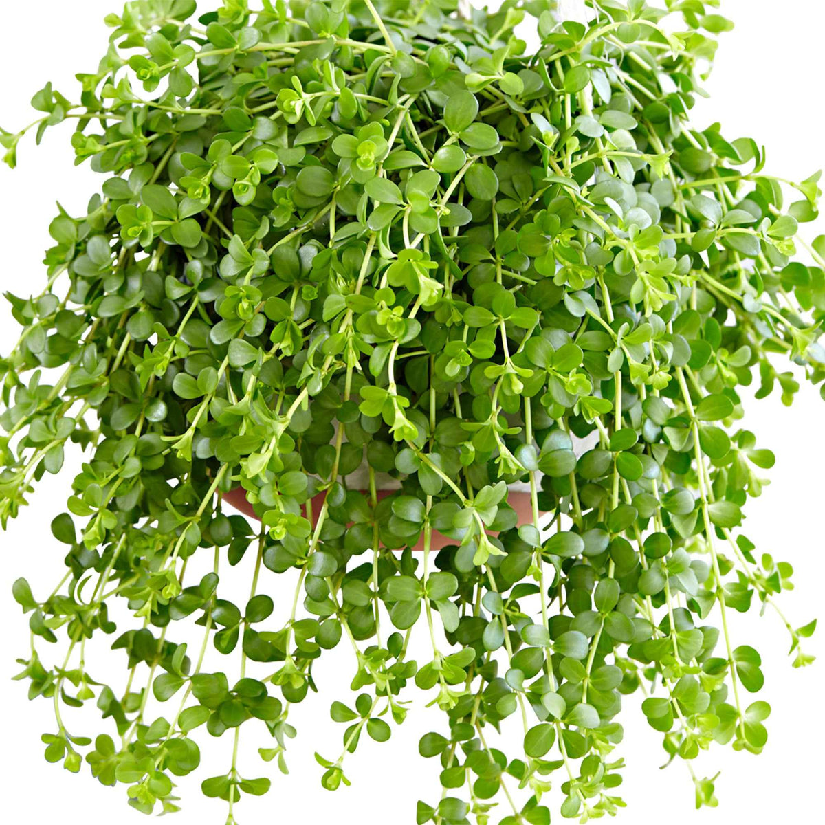 Peperomia 'Isabelle' - Plante suspendue - Peperomia isabelle - Bakker