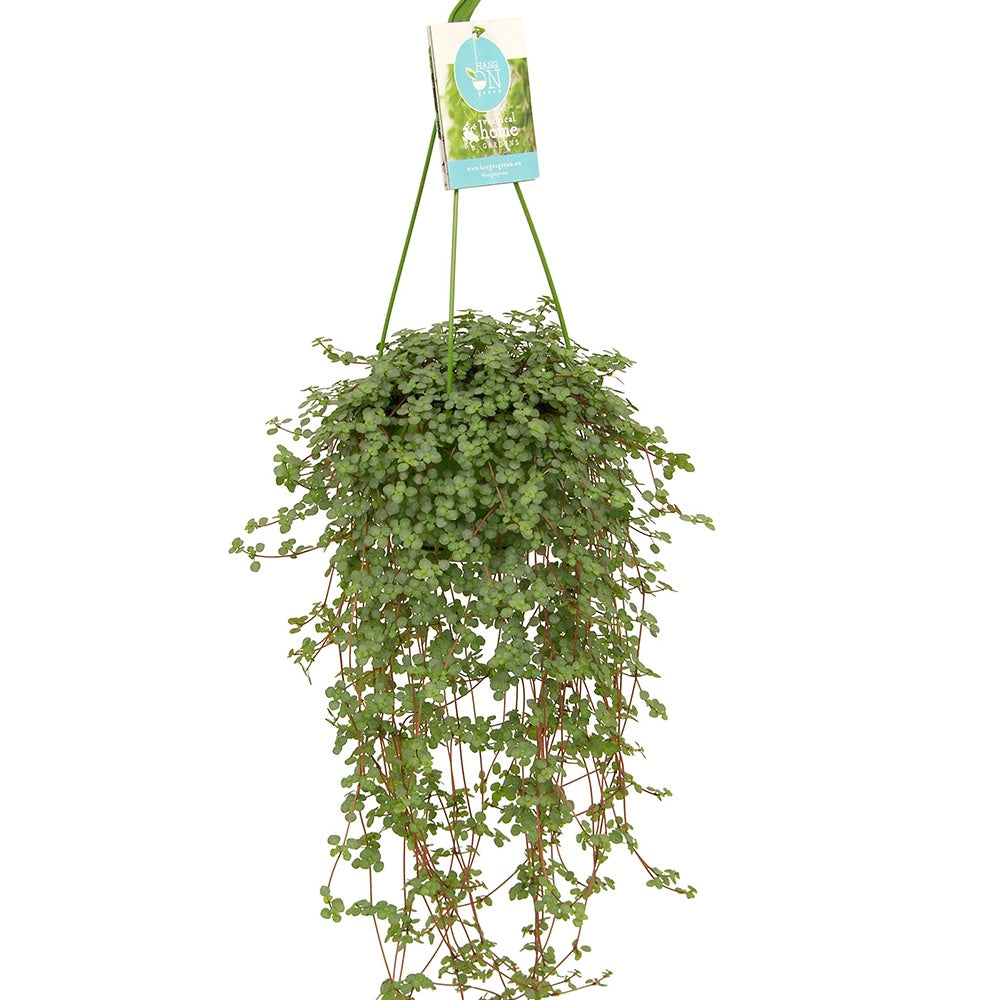 Pilea glaucophylla - Plante à monnaie chinoise Pilea glaucophylla avec pot suspendu en plastique - Plante suspendue - Plantes vertes d'intérieur