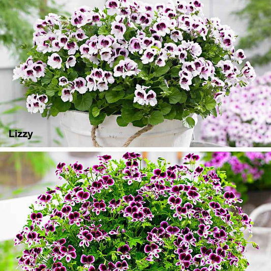Mélange de 6 plantes : Pelargonium odorant Mosquitaway Lizzy et Eva - Bakker