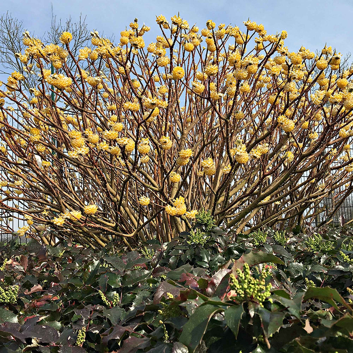Edgeworthia 'Grandiflora' - Edgeworthia chrysantha Grandiflora - Bakker