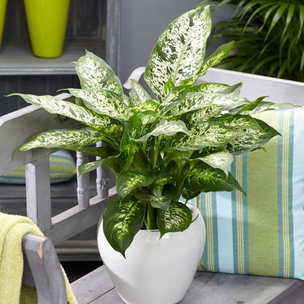 dieffenbachia entretien Dieffenbachia 'Compacta'
