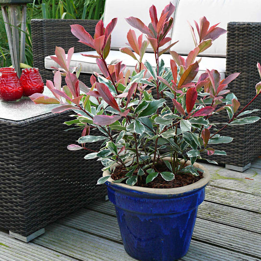 Photinia 'Pink Marble' - Bakker