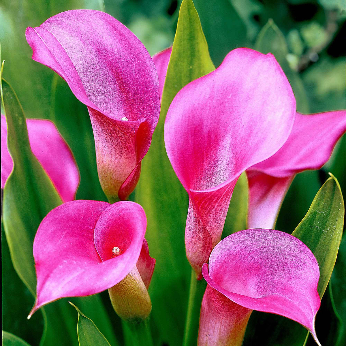 2 Arums rose - Bakker