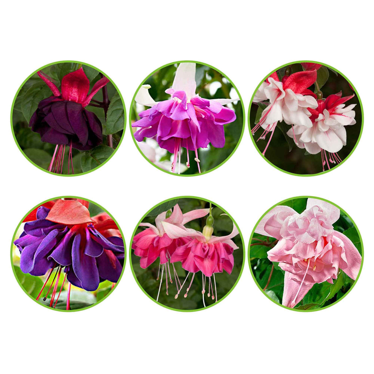 6 Fuchsias All in One en mélange - Bakker