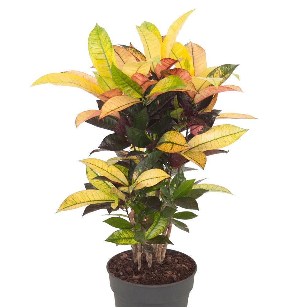 Codiaeum variegatum mrs. iceton - Croton 'Mrs Iceton' - Plantes vertes d'intérieur