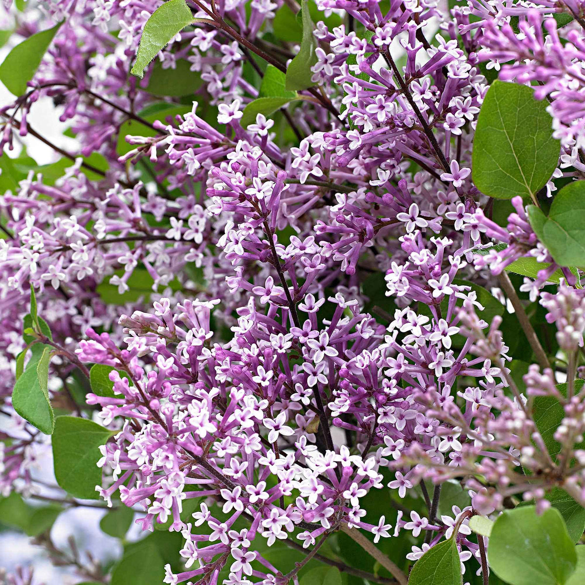 Syringa pubescens microphylla Bloomerang Dark Purple - Lilas nain 'Dark Purple' - Lilas