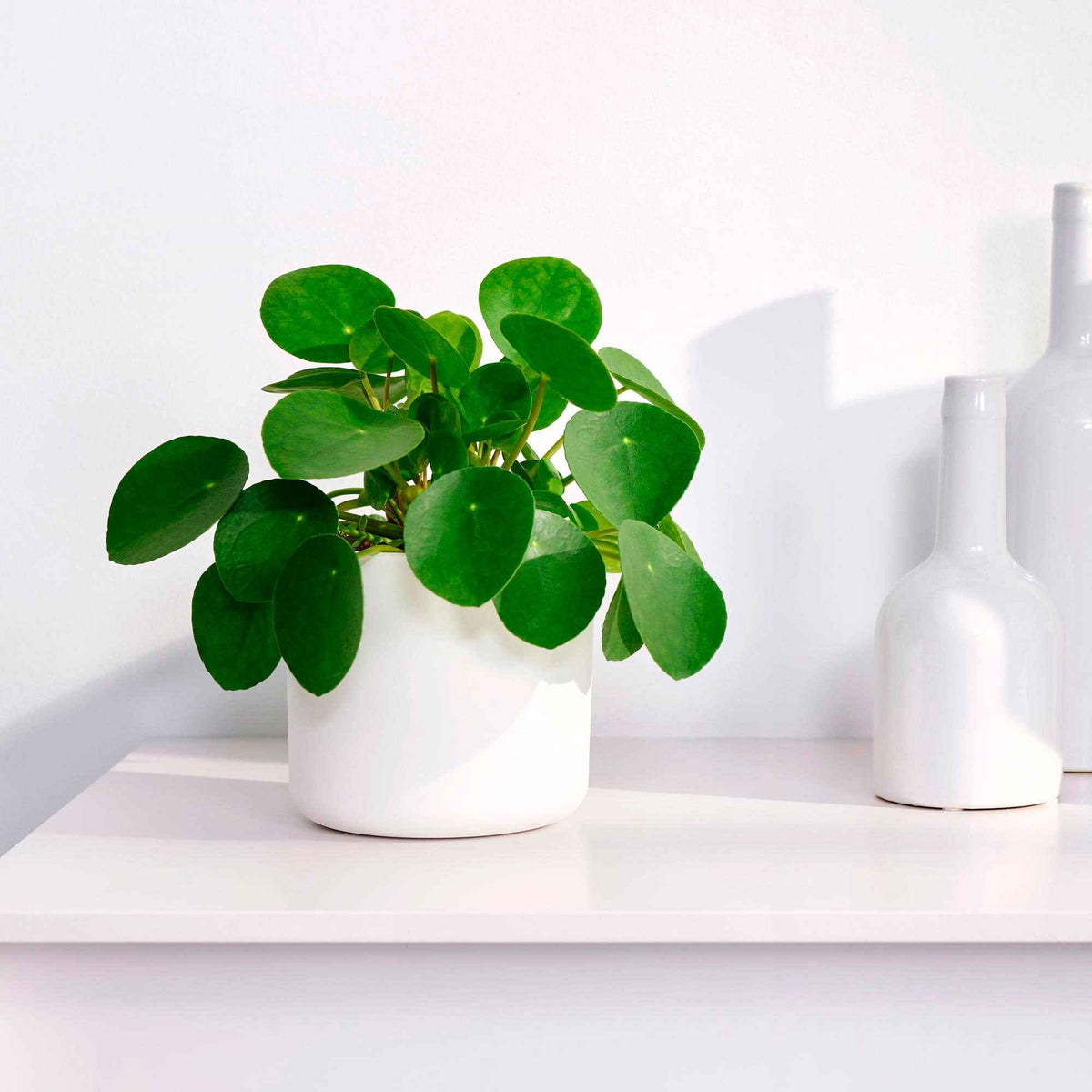 Pilea peperomioides - Pilea peperomioides - Bakker