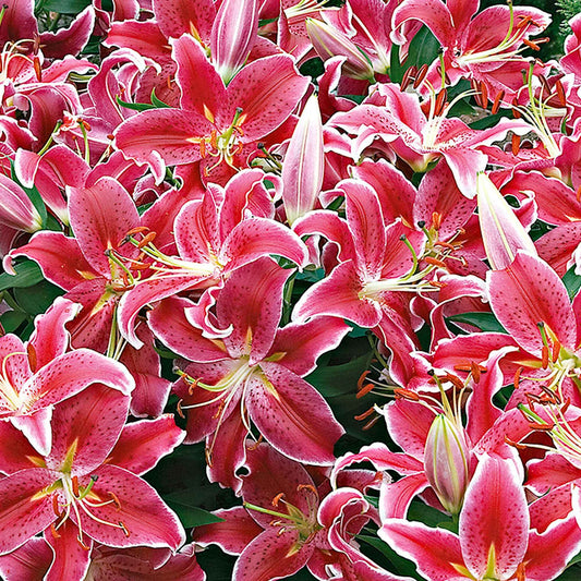 5x Lys 'Starlight Express' rose - Bulbes d'été