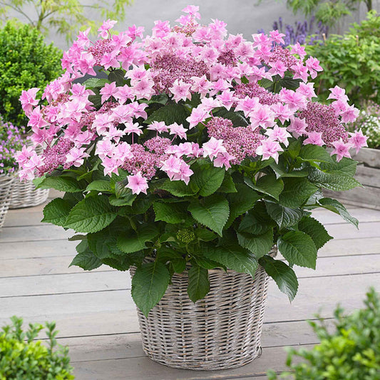 Hortensia Hydrangea 'Doppio Rosa' Rose - Arbustes