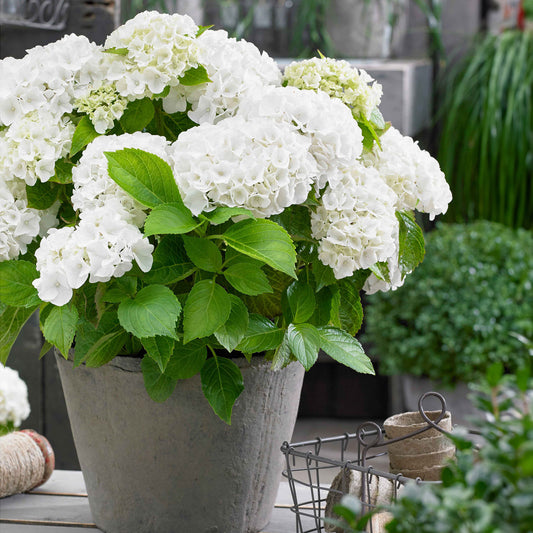 Hortensia blanc - Bakker