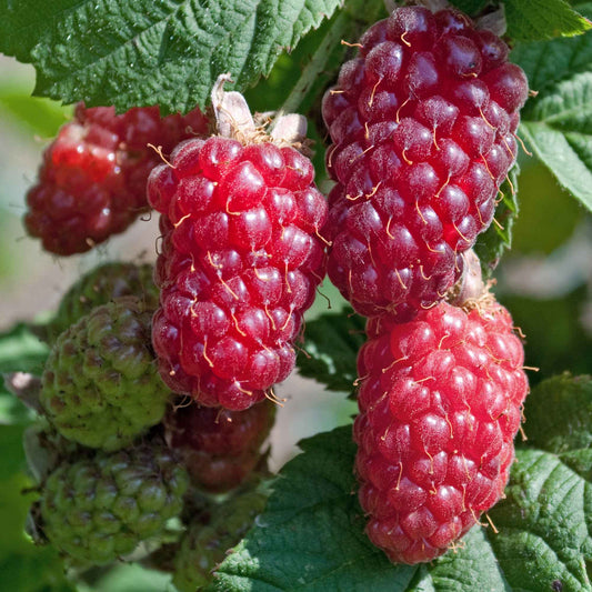 Mûre-framboise 'Tayberry' - Bakker