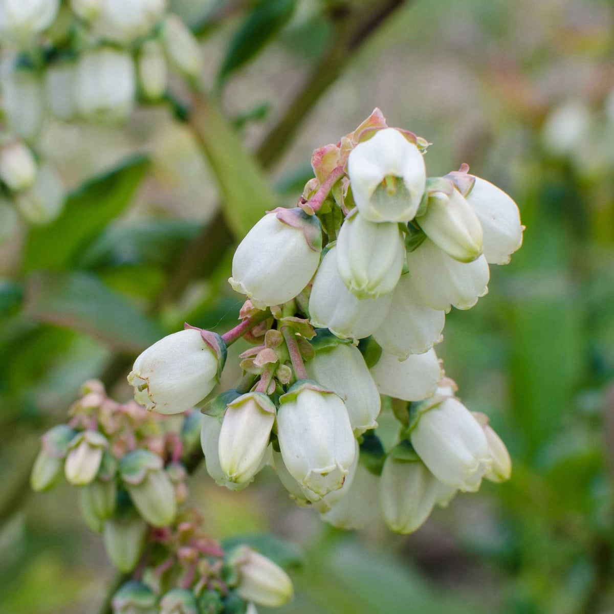 Myrtillier Brigitta Blue - Vaccinium corymbosum Brigitta Blue - Bakker