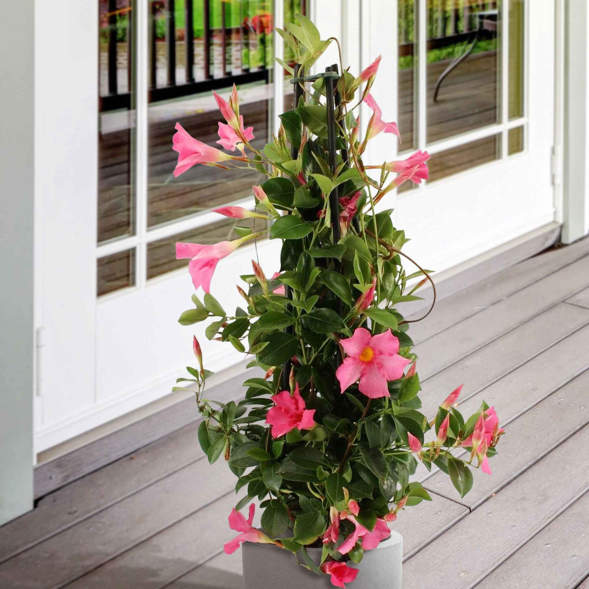 Dipladenia pyramide rose - Bakker