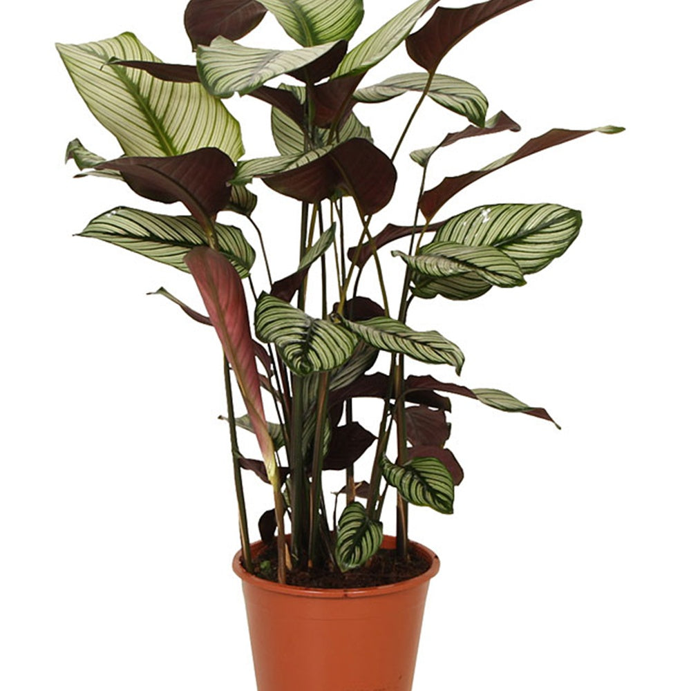 Vente Plante de l'ombre Calathea 'White Star' vert-blanc-rose - Calathea white star