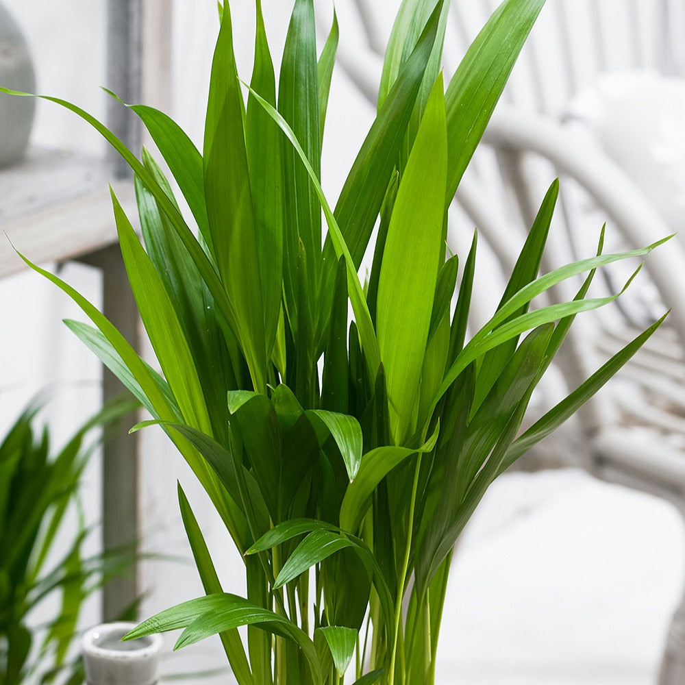 Vente Areca - Palmier d'intérieur