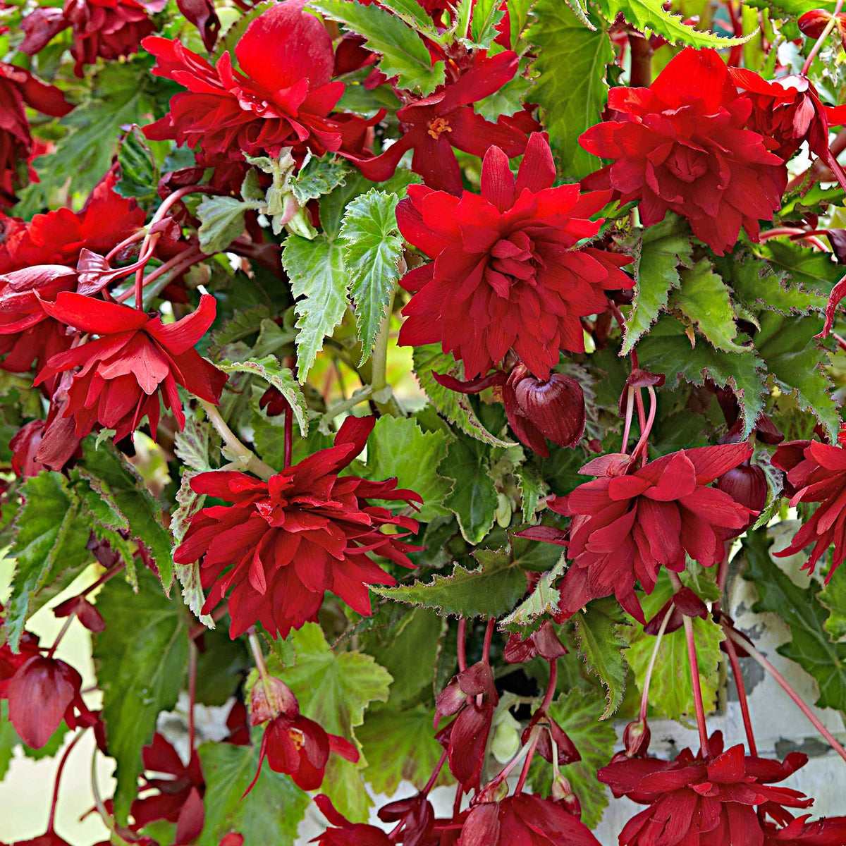 5 Bégonias retombants Scarlet - Bakker