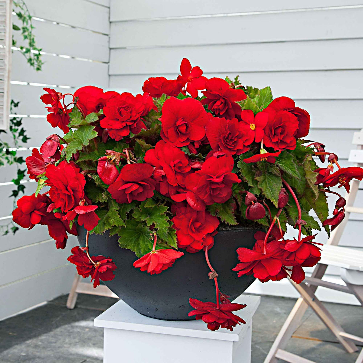 5 Bégonias retombants Scarlet - Begonia pendula 'scarlet' - Bakker