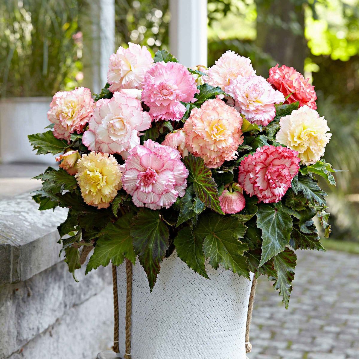 5 Bégonias Samba en mélange - Begonia x tuberhybrida 'samba' - Bakker