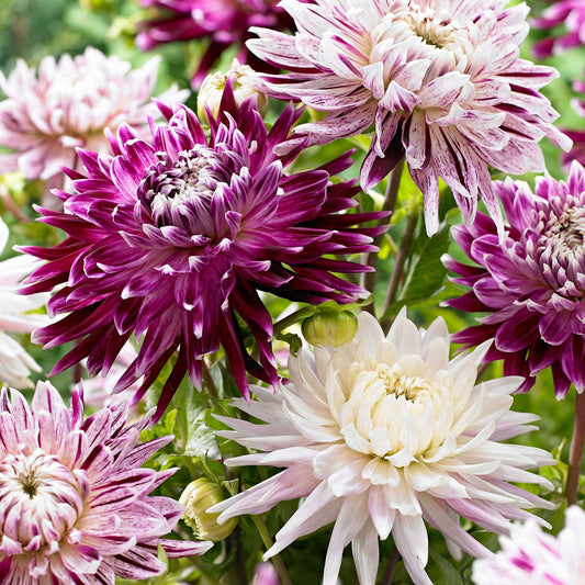 2x Dahlia 'Avignon' + 1x Dahlia 'Vancouver' violet-blanc - Bulbes d'été