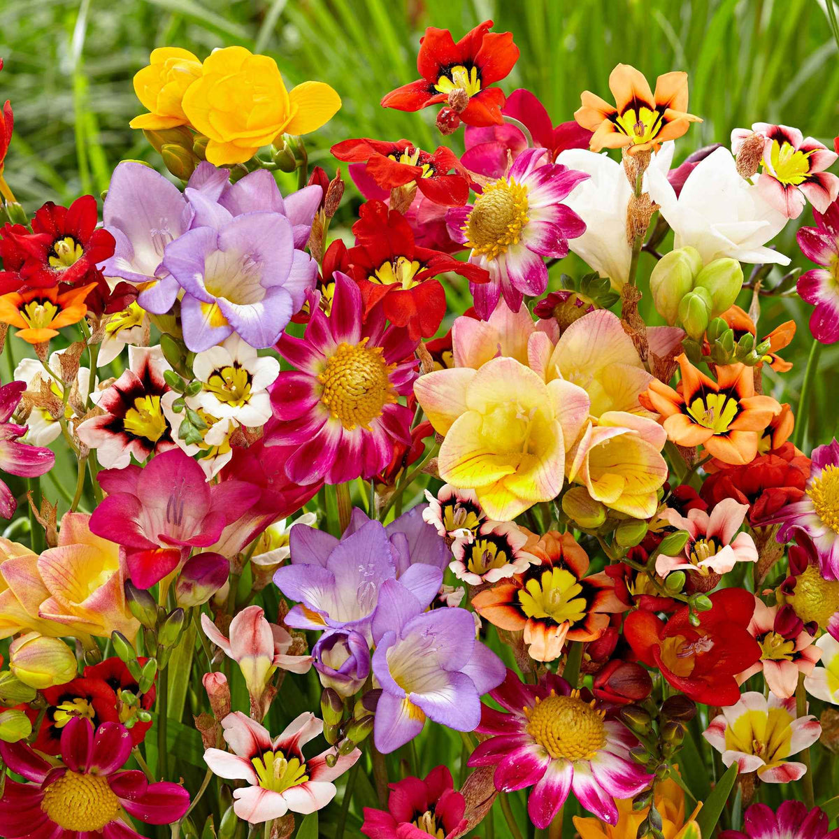 30 Bulbes de fleurs d'été en mélange - Freesia, sparaxis, dahlia - Bakker