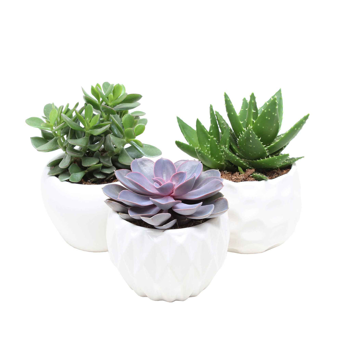 Collection de 3 succulentes - Crassula 'Minova Magic' et 2 Gasterias - Aloe Perfoliata, Echeveria 'Purple Pearl', Crassula 'Minova Magic' - Bakker
