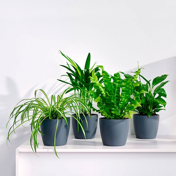 Bakker - Collection de 4 plantes dépolluantes + cache pots Elho gris - Luchtz. plant 4 st