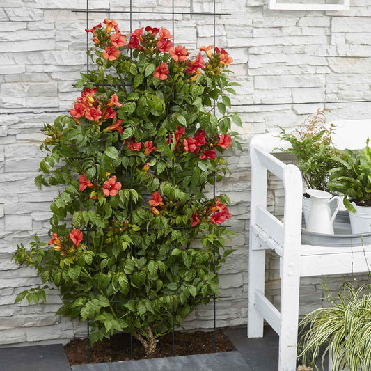 Fleur en trompette Campsis 'Fire Trumpet' rouge - Arbustes