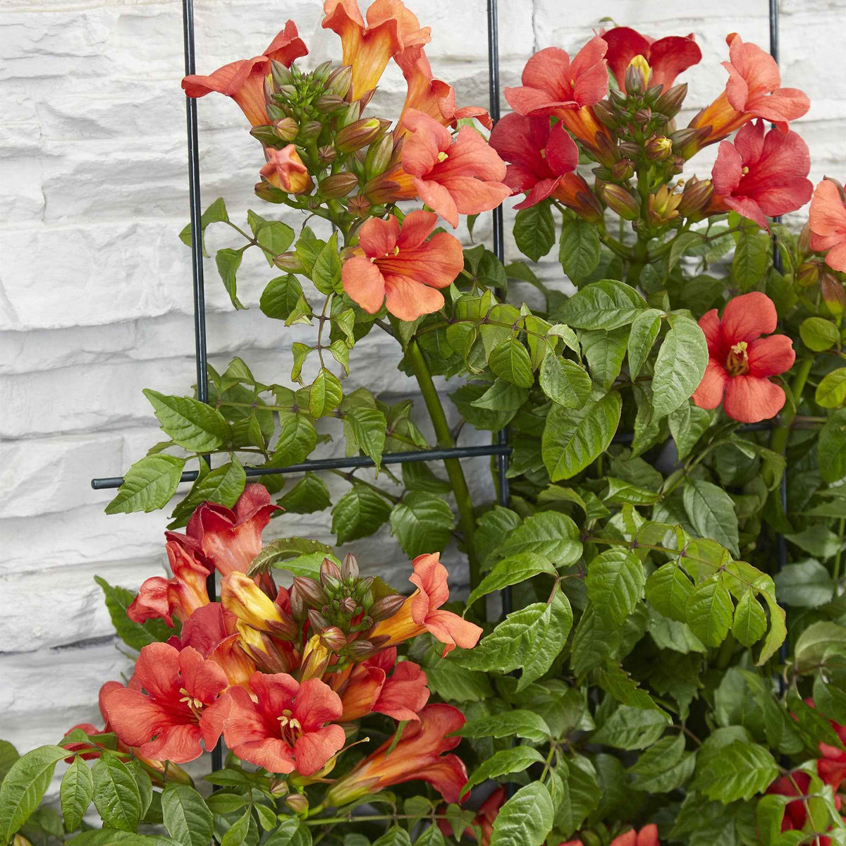 Campsis x tagliabuana 'fire trumpet' - Bignone 'Fire Trumpet' - Campsis - Bignone