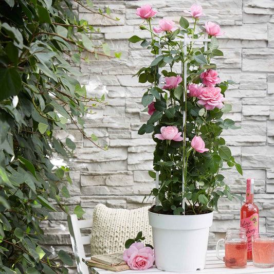 Rosier grimpant 'Crazy in Love' rose - Bakker