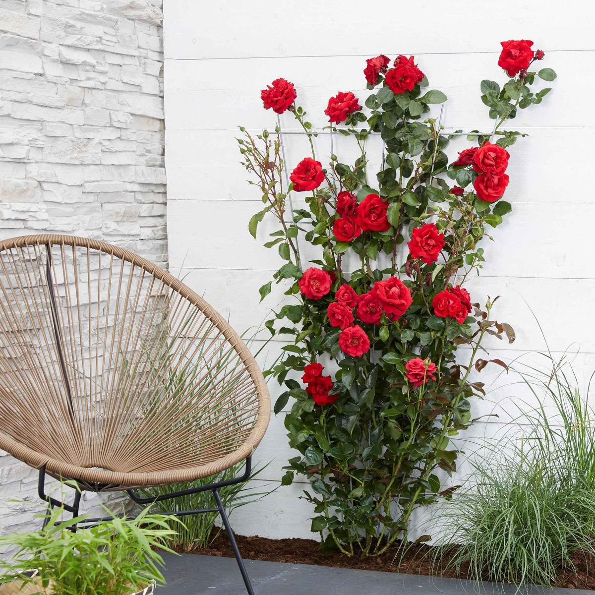 Rosier grimpant 'Crazy in Love' rouge - Bakker