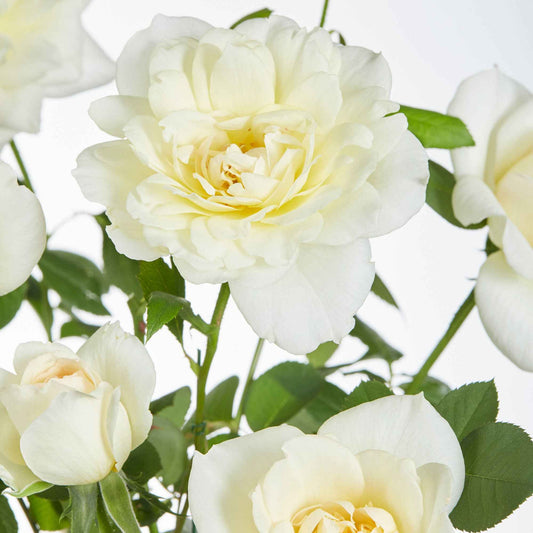 Rosier grimpant 'Crazy in Love' crème - Bakker