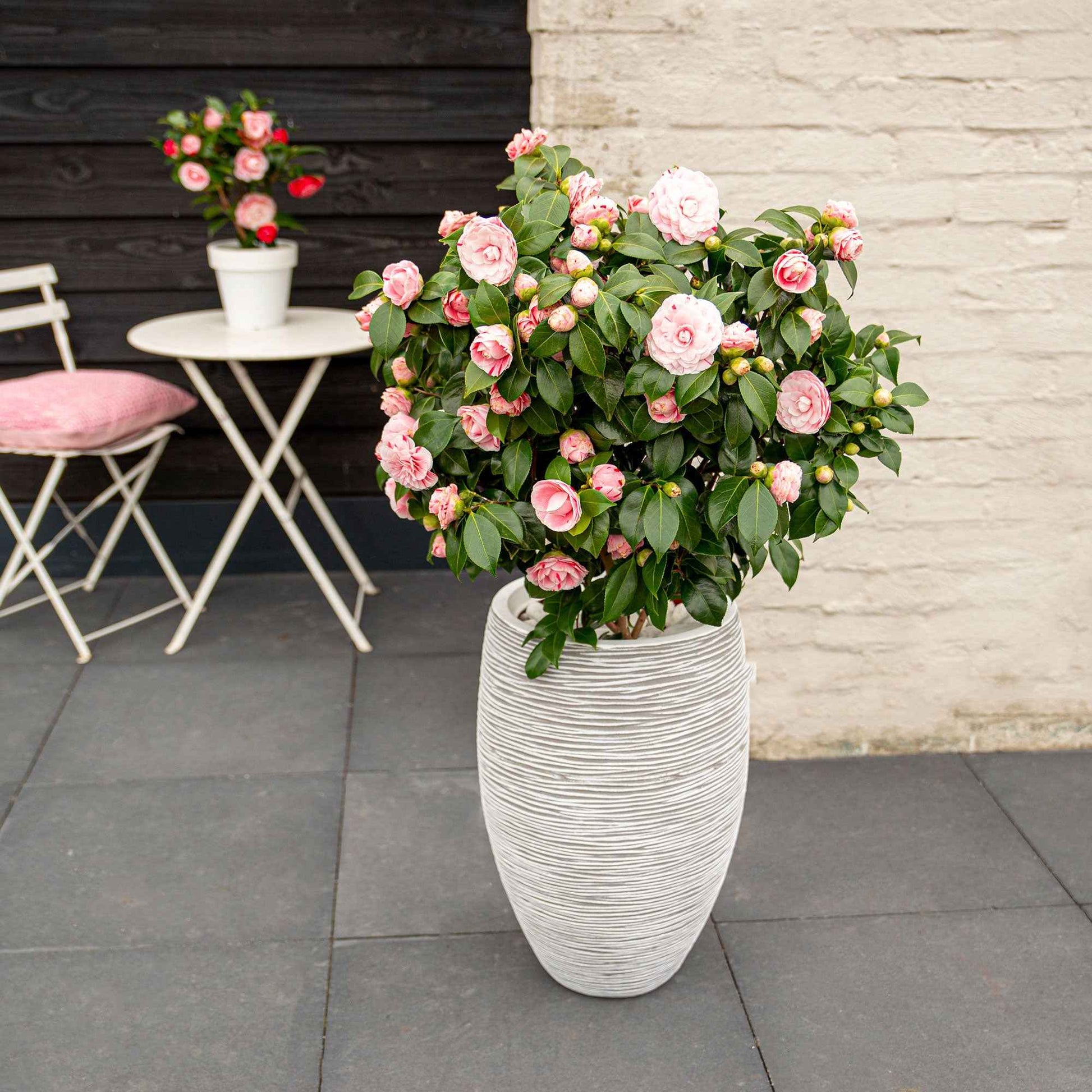 Camélia du Japon 'Bonomiana' - Bakker