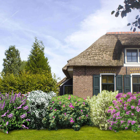 Collection Haie fleuries et parfumées - 6 arbustes - Bakker