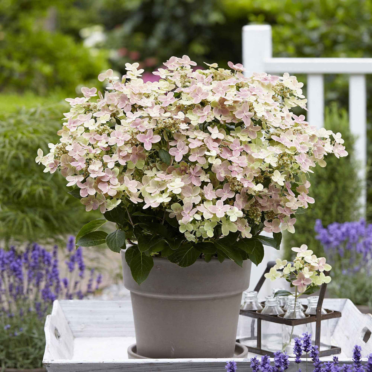 Hortensia paniculé 'Switch Ophelia'® - Hydrangea paniculata 'switch ophelia'® - Bakker