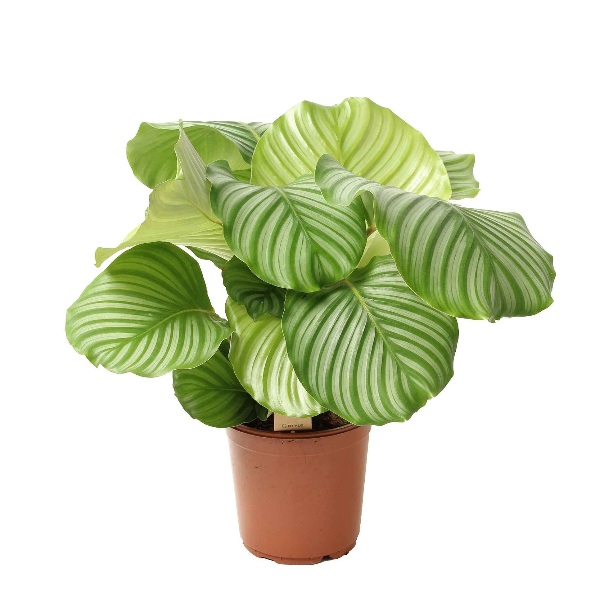 Calathea orbifolia - Calathea