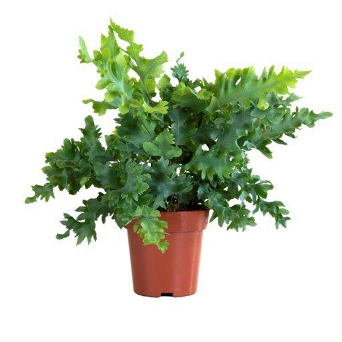 Fougère 'Davana' - Phlebodium aureum 'Davana' - Bakker